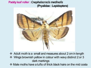 Madal Insect Insect pests of paddy | PPTX