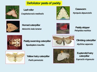 Patadi Insect Insect pests of paddy | PPTX
