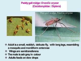 Small Paddy Insect Insect pests of paddy | PPTX