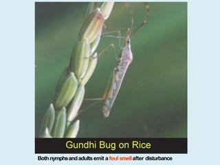 Udhay Insect Insect pests of paddy | PPTX