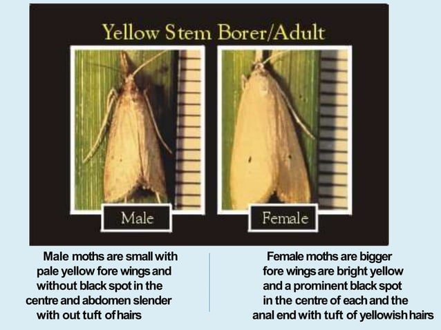Insect pests of paddy | PPTX