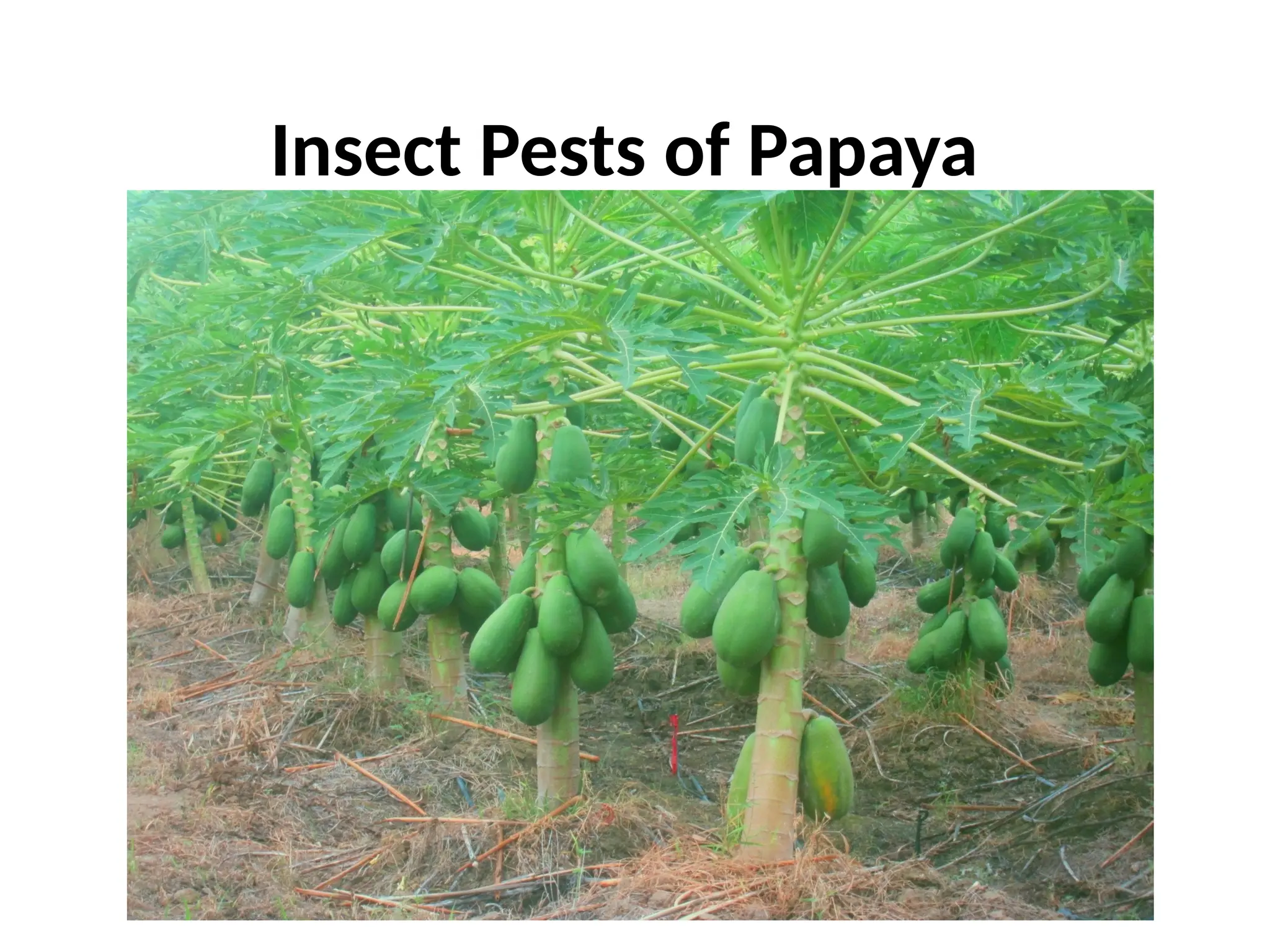 Insect pests of papaya and management practices | PPTX