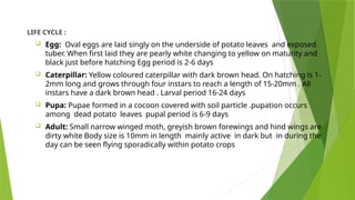 INSECT PESTS OF POTATO CROP AND THEIR MANAGEMENT | PPTX | Gardening ...