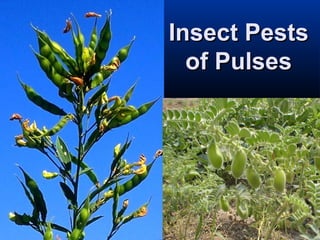 Insect PestsInsect Pests
of Pulsesof Pulses
 