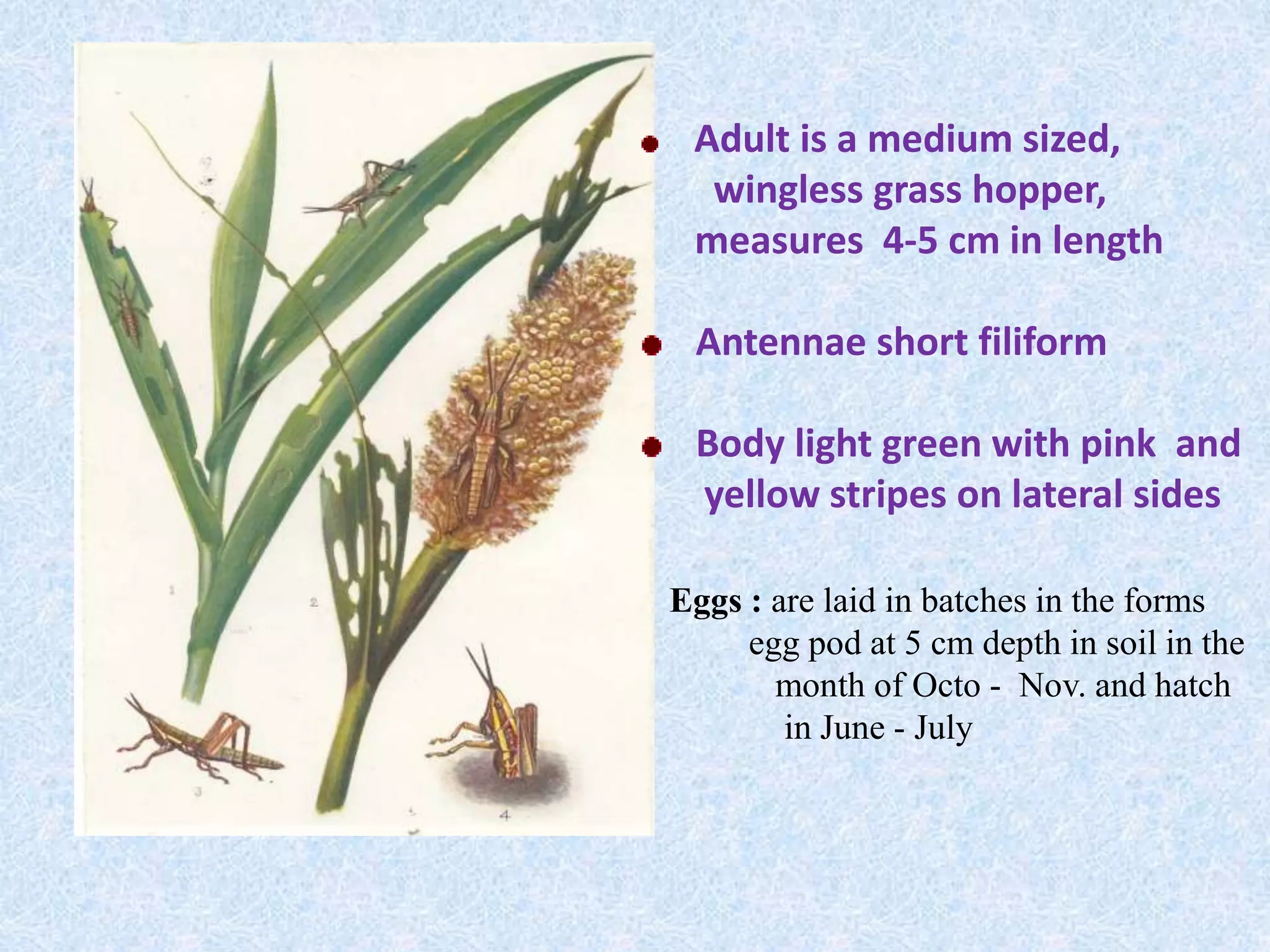 Insect pests of sorghum | PPTX