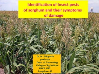 Identification of Insect pests
of sorghum and their symptoms
of damage
Dr. M. Thippaiah
professor
Dept. of Entomology
College of Agriculture
GKVK, UAS
Bangalore- 65
 