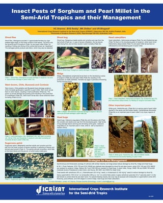 Insect Pests of Sorghum and Pearl Millet in the
Semi-Arid Tropics and their Management
Dec 2009
HC Sharma1
, BVS Reddy1
, MK Dhillon1
and VR Bhagwat2
1
International Crops Research Institute for the Semi-Arid Tropics (ICRISAT), Patancheru 502 324, Andhra Pradesh, India.
2
Directorate of Sorghum Research (DSR), Rajendranagar 500 030, Hyderabad, India.
Strategies for Pest Management
Synchronous and timely/early sowings of cultivars with similar maturity over large areas reduce damage by shoot fly, midge and head bugs.
M 35-1, Phule Yashoda, ICSV 700 and ICSV 93046 are relatively less damaged by shoot fly and stem borers, while ICSV 745 and ICSV 88032
are resistant to sorghum midge. Malisor 84-7 and CSM 388 are resistant to head bugs. In pearl millet, Zongo, INMB 106 and INMB 155 exhibit
moderate levels of resistance to stem borer, and Souna, IBV 8001 and HKB tif to head miner.
Treat seeds with carbofuran (5% a.i.), thiamethoxam (9.0 ml kg-1
seed), or imidacloprid (0.165 mg kg-1
seed) to reduce damage by shoot fly.
Spray cypermethrin (750 ml ha-1
) or endosulfan (350 g a.i. ha-1
) to control foliar pests or apply carbofuran granules (5 to 7 granules plant-1
) in the
leaf whorls to control shoot fly and stem borer. For panicle feeding insects, the crop may be sprayed with endosulfan or cypermethrin at the 50%
flowering, post-anthesis, and milk stages to control midge, head bugs and head caterpillars.
Plate 7: Head caterpillars, Helicoverpa armigera (7a), Eublemma spp (7b),
and Heliocheilus albipunctella (7c) feeding on sorghum and pearl millet.
Plate 8: White grub, Holotrichia spp. (8a) and Blister beetle,
Cylindrothorax tenuicollis feeding on pearl millet.
3
4a 4b
1a 1b
Plate 1. Shoot flies: Atherigona soccata damage in sorghum (1a) and
A. approximata damage in pearl millet (1b).
Shoot flies
Shoot flies, Atherigona soccata/ A. approximata females lay cigar
shaped eggs singly on the lower surface of the leaves. The larva cuts
the growing point of sorghum (Plate 1a) and pearl millet (Plate 1b),
resulting in wilting and drying of the central leaf known as “deadheart”.
The damaged plants produce side tillers, which may also be attacked.
Plate 2. Leaf scarification (2a), deadheart (2b), and stem tunneling
(2c, 2d) by Chilo and Busseola in sorghum, and stem tunneling by
Coniesta larvae in pearl millet (2e).
Stem borers, Chilo, Busseola and Coniesta
Stem borers, Chilo partellus and Busseola fusca damage sorghum,
while Coniesta ignefusalis is specific to pearl millet. Stem borer larvae
feed on whorl leaves, resulting in leaf scarification (Plate 2a). The
grown up larvae damage the growing point resulting in the production
of a deadheart (Plate 2b). Stem borer larvae also cause extensive stem
tunneling (Plate 2c,d,e).
Sugarcane aphid
Head bugs
Shoot bug
Other important pests
Midge
Sugarcane aphid, Melanaphis sacchari adults and nymphs suck the
sap from the lower surface of leaves resulting in yellowing of leaves and
stunted plant growth (Plate 3). The aphids secrete honeydew, which falls
on the lower leaves and the ground, on which sooty molds grow.
Plate 3. Sugarcane aphid, Melanaphis sacchari damage in sorghum.
Plate 4. Shoot bug, Peregrinus maidis damage in sorghum.
Plate 5. Midges: Stenodiplosis sorghicola damage in sorghum (5a) and
Geromyia penniseti damage in pearl millet (5b).
Shoot bug, Peregrinus maidis adults and nymphs suck sap from the
leaf whorls (Plate 4a). In case of severe infestation, the top leaves
start drying first, and at times results in plant mortality (Plate 4b).
Midge, Stenodiplosis sorghicola larvae feed on the developing ovaries
of sorghum (Plate 5a) and pearl millet (Plate 5b) resulting in the
production of chaffy spikelets. Females lay eggs in panicles at flowering
during morning hours.
5a 5b
Head bugs, Calocoris angustatus (Plate 6a) and Eurystylus oldi (Plate
6b) nymphs and adults suck sap from the developing grain. High levels
of bug damage lead to tanning and shriveling of the grain. Calocoris
angustatus is an important pest in India, while E. oldi is important in
western Africa.
6a 6b
Plate 6. Head
bugs, Calocoris
angustatus
(6a) and
Eurystylus oldi
(6b) damage in
sorghum.
Head caterpillars
Head caterpillars, Helicoverpa armigera (Plate 7a) and Eublemma spp.
(Plate 7b) feed on the developing grain of sorghum, while head miner,
Heliocheilus albipunctella (Plate 7c) and pearl millet larvae feed on
inflorescence and developing grain of pearl millet.
7a 7b
7c
2a 2b 2c
2d 2e
White grub, Holotrichia spp. (Plate 8a) is a serious pest of pearl millet
planted in the sandy soil and blister beetle, Cylindrothorax tenuicollis
(Plate 8b) is an important pest of pearl millet in dry tropic regions of
India.
8a 8b
For more information, contact: HC Sharma, Principal Scientist (Entomology), e-mail: h.sharma@cgiar.org
 