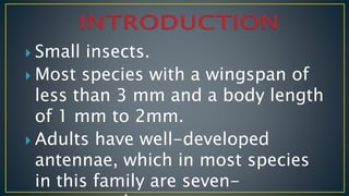 Insect pests of soyabean and their management | PPTX