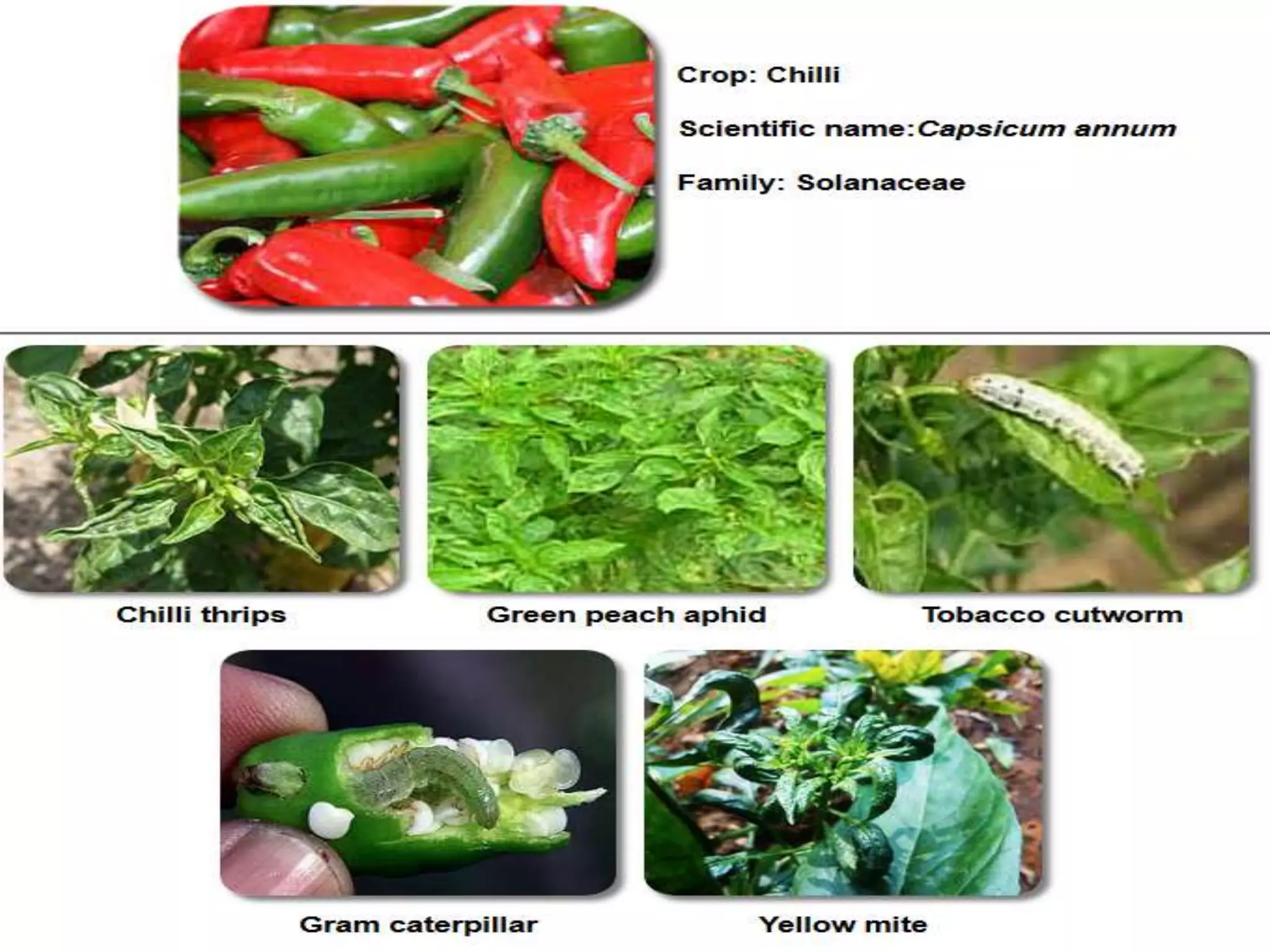 Insect pests of vegetables | PPTX