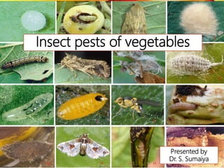 Insect pests of vegetables
Presented by
Dr. S. Sumaiya
 