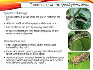 Larvae Infestation Insect pests of vegetables | PPTX