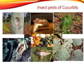 Cucurbit Insects Insect pests of vegetables | PPTX