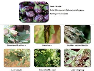 Insect pests of vegetables | PPTX
