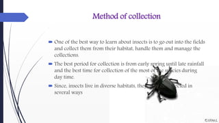 Insect population | PPTX