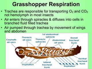 The good, bad, phylogeny, classification, anatomy, physiology ...