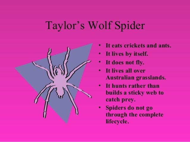 What Do Wolf Spiders Eat >> Insect powerpoint presentation What Do Wolf Spiders Eat >> Insect powerpoint presentation