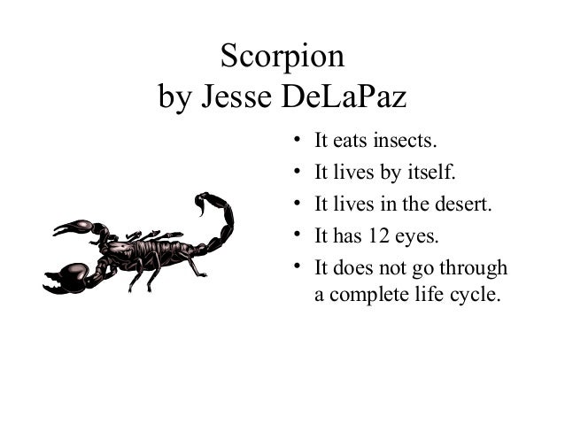 What Do Wolf Spiders Eat >> Insect powerpoint presentation What Do Wolf Spiders Eat >> Insect powerpoint presentation