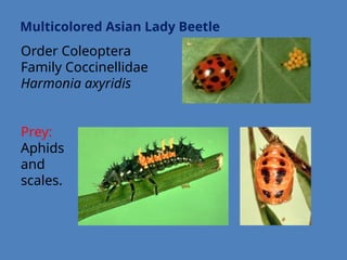 insect predators, the Natural anomies of insect pests | PPTX