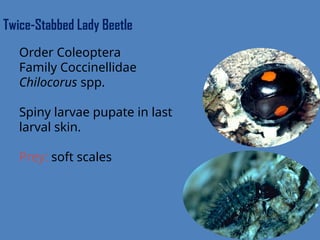insect predators, the Natural anomies of insect pests | PPTX
