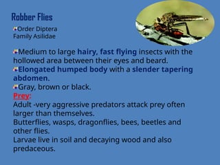 insect predators, the Natural anomies of insect pests | PPTX