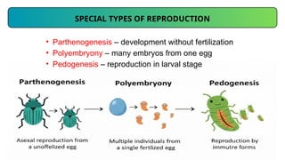 Insect Reproductive System Morphology II.pptx