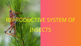 Insect Reproductive System Morphology II.pptx