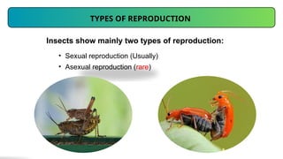 Insect Reproduce Insect Reproductive System Morphology II.pptx