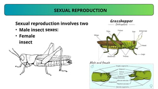 Insect Reproductive System Morphology II.pptx