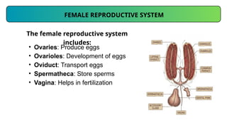 Womb Insect Insect Reproductive System Morphology II.pptx