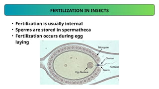 Insect Reproductive System Morphology II.pptx