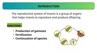 Insect Reproductive System Morphology II.pptx
