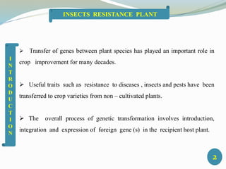  Transfer of genes between plant species has played an important role in
crop improvement for many decades.
 Useful traits such as resistance to diseases , insects and pests have been
transferred to crop varieties from non – cultivated plants.
 The overall process of genetic transformation involves introduction,
integration and expression of foreign gene (s) in the recipient host plant.
I
N
T
R
O
D
U
C
T
I
O
N
2
INSECTS RESISTANCE PLANT
 