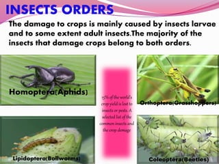 INSECTS ORDERS
The damage to crops is mainly caused by insects larvae
and to some extent adult insects.The majority of the
insects that damage crops belong to both orders.
Homoptera(Aphids)
Orthoptera(Grasshoppers)
Lipidoptera(Bollworms) Coleoptera(Beetles)
15% of the world’s
crop yield is lost to
insects or pests. A
selected list of the
common insects and
the crop demage
 