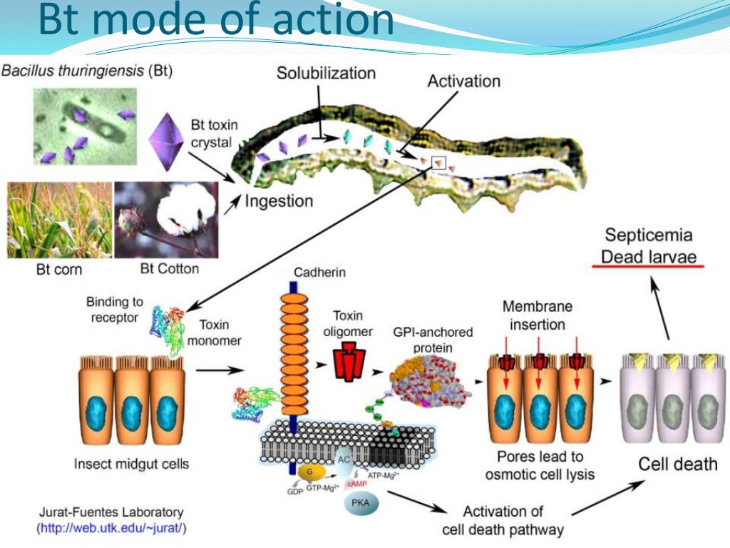 Insect resistance & future of bt transgenic crops