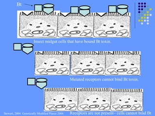 Insect midgut cells that have bound Bt toxin.
Bt
Mutated receptors cannot bind Bt toxin.
Receptors are not present– cells cannot bind Bt
Stewart, 2004. Genetically Modified Planet 2004
 