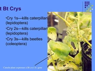 t Bt Crys
•Cry 1s—kills caterpillars
(lepidoptera)
•Cry 2s—kills caterpillars
(lepidoptera)
•Cry 3s—kills beetles
(coleoptera)
Canola plant expresses a Bt cry1Ac gene
 