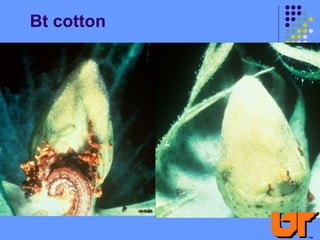 Bt cotton
 