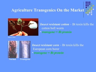 Agriculture Transgenics On the Market
Source: USDA
Insect resistant cotton – Bt toxin kills the
cotton boll worm
• transgene = Bt protein
Insect resistant corn – Bt toxin kills the
European corn borer
• transgene = Bt protein
Normal Transgenic
 