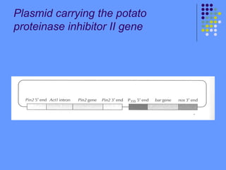 Plasmid carrying the potato
proteinase inhibitor II gene
 
