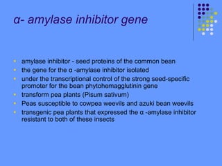 α- amylase inhibitor gene
• amylase inhibitor - seed proteins of the common bean
• the gene for the α -amylase inhibitor isolated
• under the transcriptional control of the strong seed-specific
promoter for the bean phytohemagglutinin gene
• transform pea plants (Pisum sativum)
• Peas susceptible to cowpea weevils and azuki bean weevils
• transgenic pea plants that expressed the α -amylase inhibitor
resistant to both of these insects
 