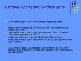 Bacterial cholesterol oxidase gene
• Cholesterol oxidase, present in different bacterial genera
• catalyzes the oxidation of 3-hydroxysteroids to ketosteroids and
hydrogen peroxide
• high level of insecticidal activity against larvae of the boll weevil
(Anthonomus grandis grandis)
• acts by disrupting the insect’s midgut epithelial membrane
• cloned into a vector under the control of a plant virus (figwort mosaic
virus) promoter
• targeted to the tobacco protoplasts, the transformed cells actively
expressed the cholesterol oxidase gene proving to be insect resistant
transgenic plant
 