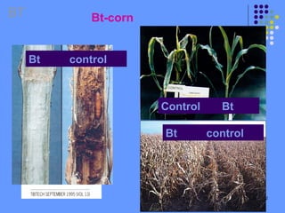 22
Bt-corn
BT
Bt control
Bt control
Control Bt
 
