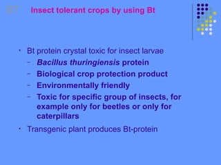 Insect tolerant crops by using Bt
• Bt protein crystal toxic for insect larvae
– Bacillus thuringiensis protein
– Biological crop protection product
– Environmentally friendly
– Toxic for specific group of insects, for
example only for beetles or only for
caterpillars
• Transgenic plant produces Bt-protein
BT
 