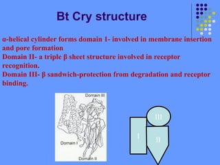 Bt Cry structure
I
III
II
α-helical cylinder forms domain 1- involved in membrane insertion
and pore formation
Domain II- a triple β sheet structure involved in receptor
recognition.
Domain III- β sandwich-protection from degradation and receptor
binding.
 