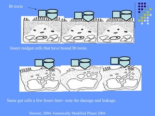 Insect midgut cells that have bound Bt toxin.
Same gut cells a few hours later– note the damage and leakage.
Bt toxin
Stewart, 2004. Genetically Modified Planet 2004
 