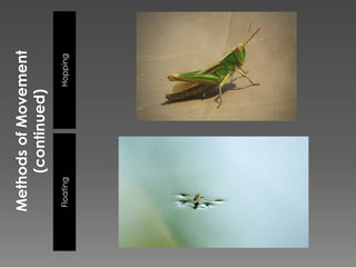 Methods of Movement (continued)HoppingFloating