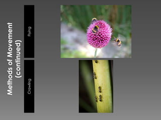 Methods of Movement (continued)FlyingCrawling