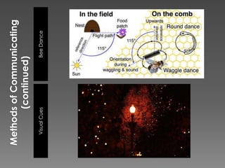 Methods of Communicating (continued)Bee DanceVisual Cues