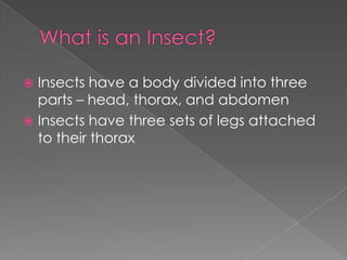 What is an Insect?Insects have a body divided into three parts – head, thorax, and abdomenInsects have three sets of legs attached to their thorax