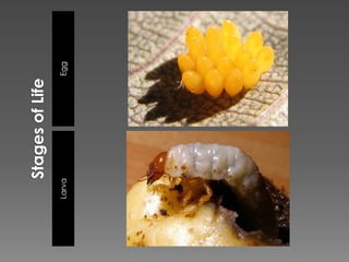 Stages of LifeEggLarva